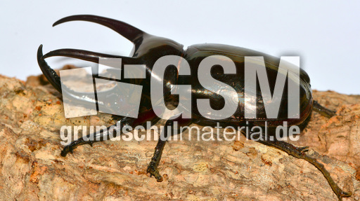 Dreihornkäfer (02).jpg